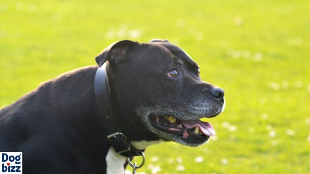 Manage the Weight of a Pitbull Puppy Mixed with Lab