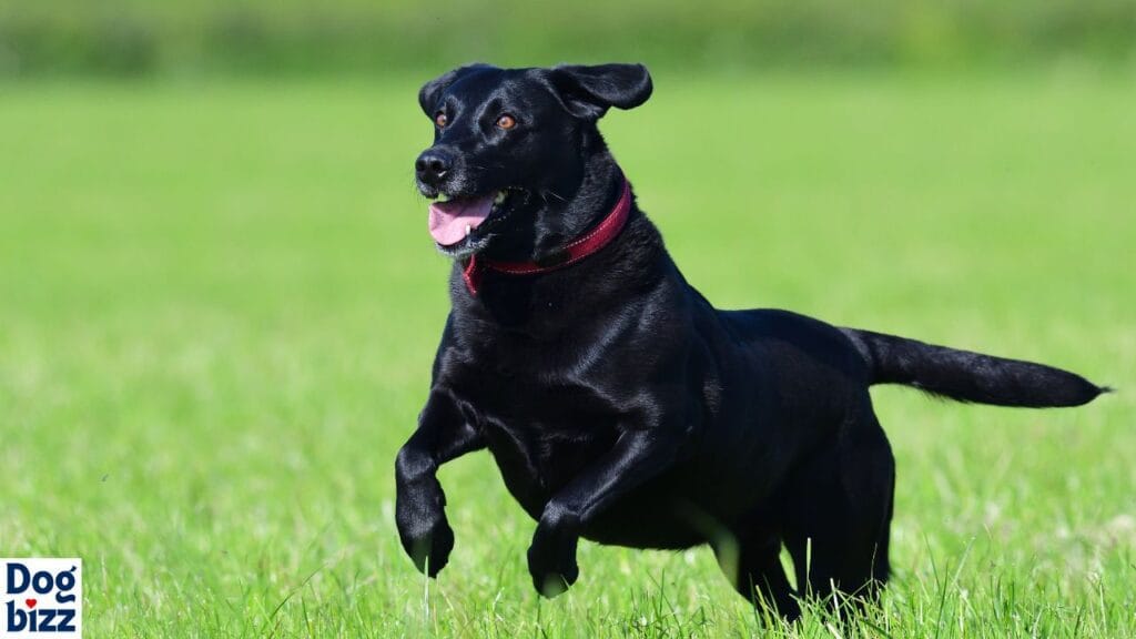 pitbull puppy mixed with lab