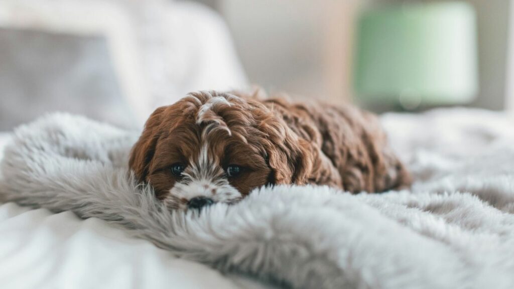 Protect Walls From Your Dog During Storm