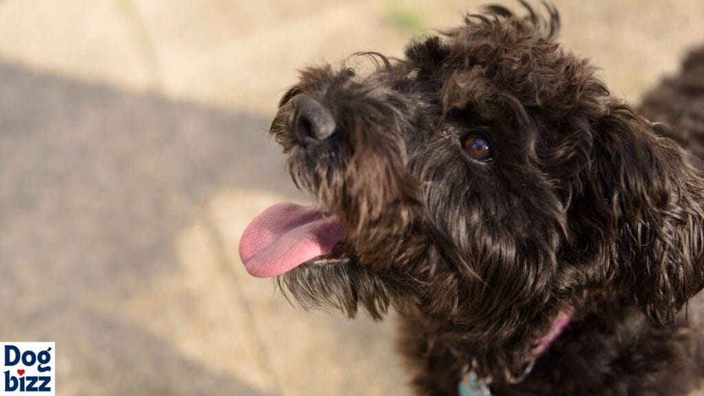 How Diet Affects Schnoodle Longevity