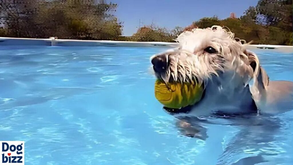 Do Schnoodles Like to Swim in Cold Water