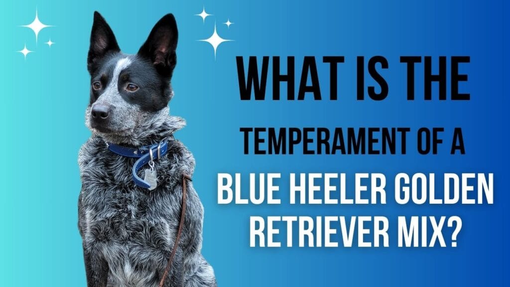 temperament of a blue heeler golden retriever mix