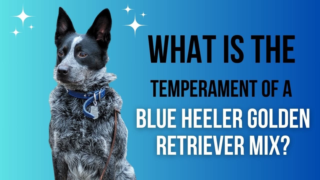 temperament of a blue heeler golden retriever mix