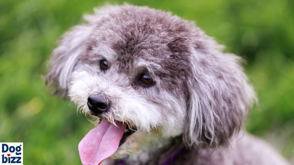 How Much Should a Schnoodle Weigh