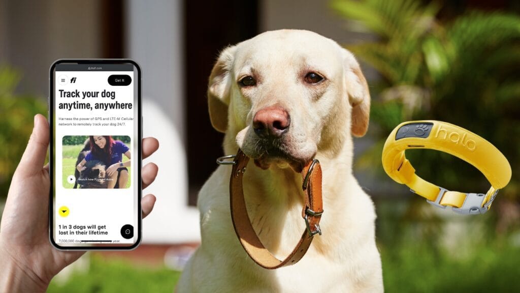 ai and smart collars for dogs 2024 August