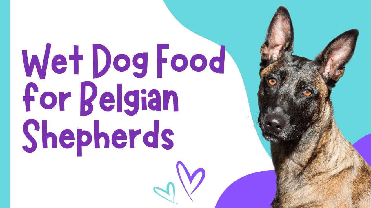 wet dog food for belgian shepherd