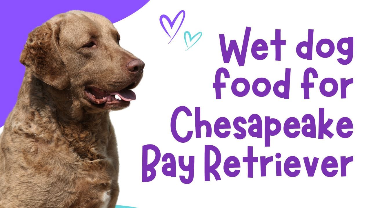 Wet dog food for Chesapeake Bay Retriever