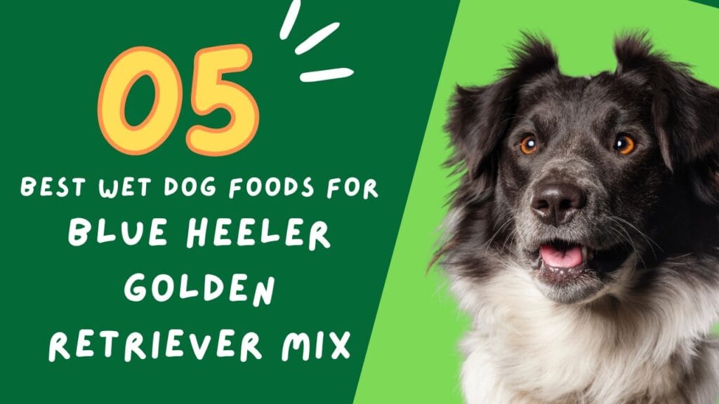 wet dog foods for blue heeler golden retriever mix