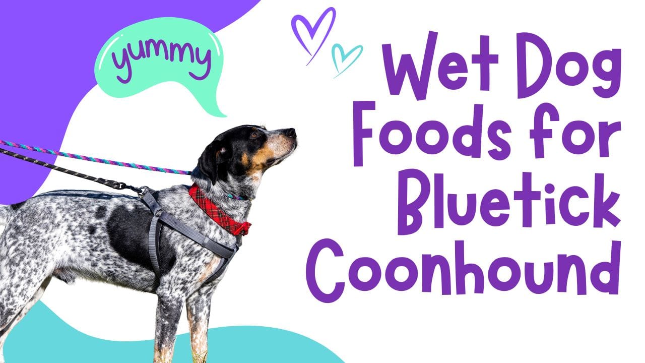 Wet Dog Foods for Bluetick Coonhound