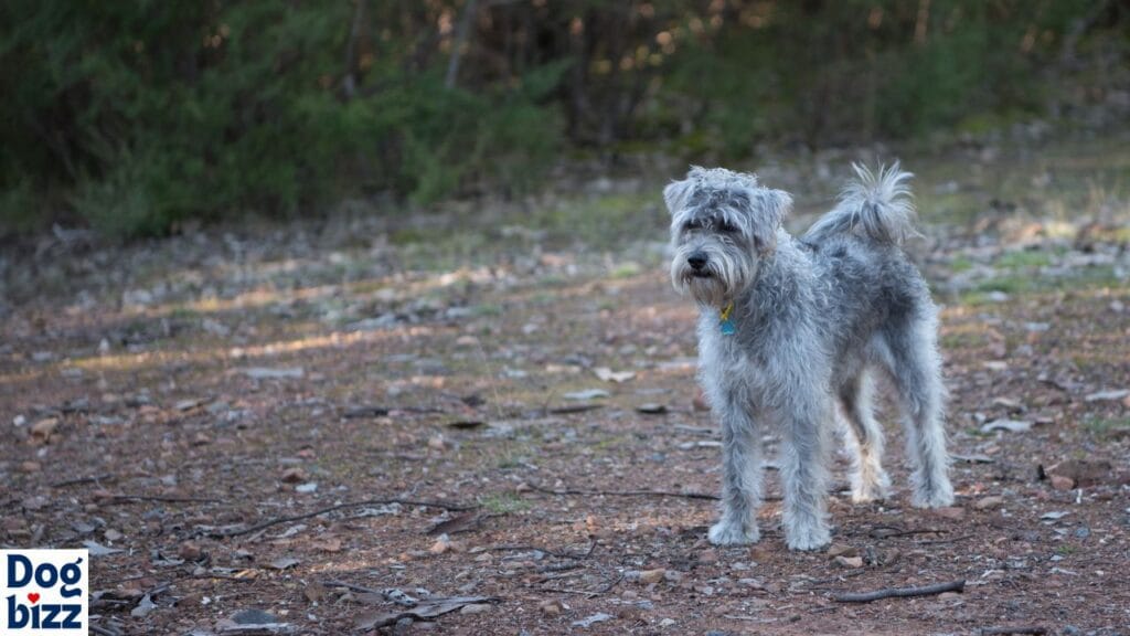  Ideal weight range for a Schnoodle