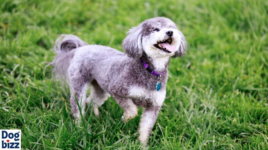 What is the Ideal Weight for a Schnoodle?