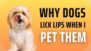 why do dogs lick their lips when you pet them