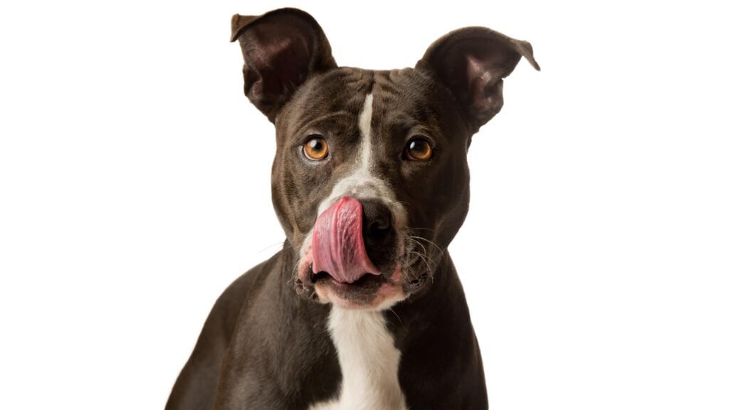 Reasons Behind Lip Licking in Dogs