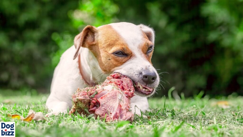 White dog poop