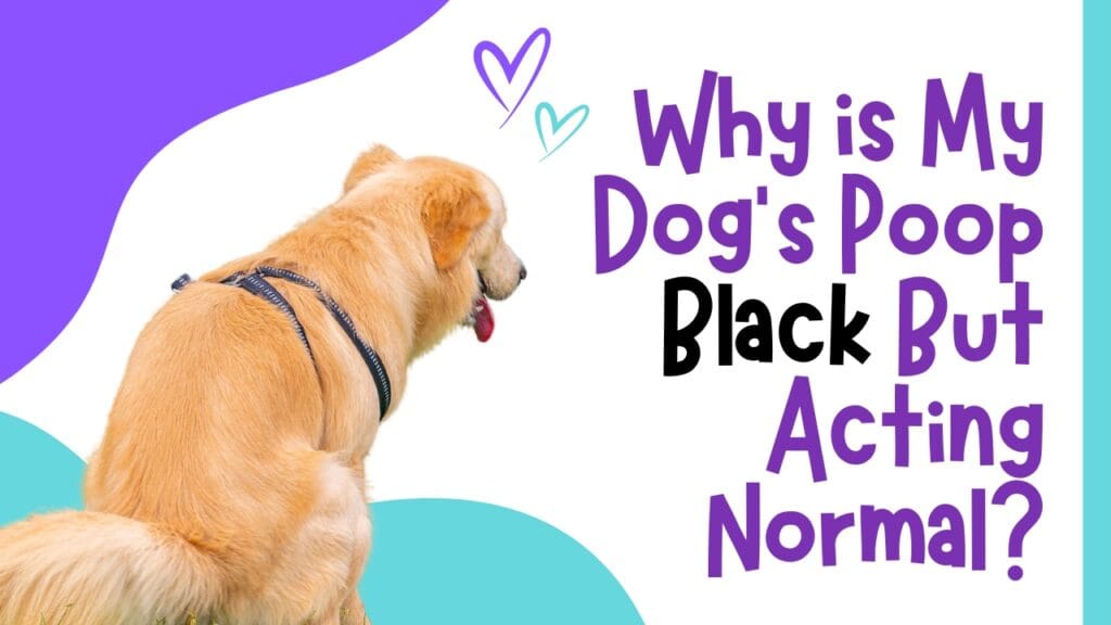 Why is My Dog's Poop Black But Acting Normal