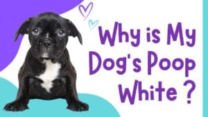 why is my dogs poop white