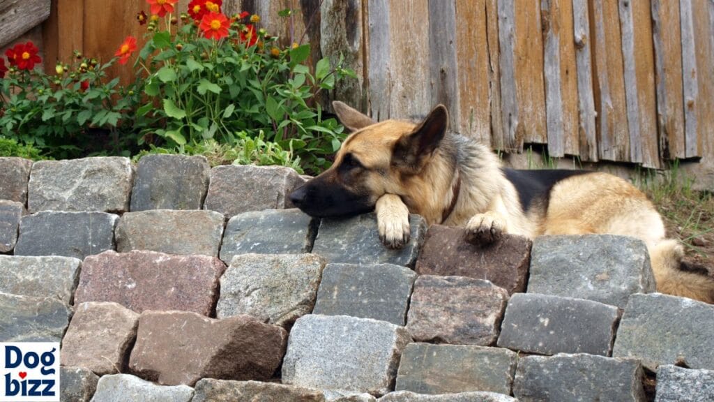 Why Do Dogs Poop on Walls