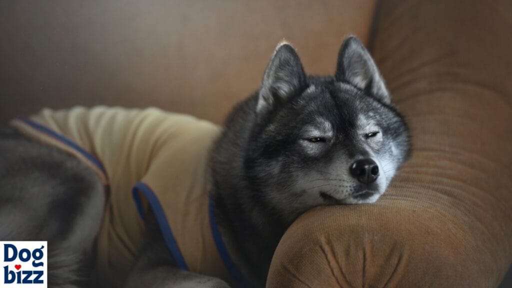 agouti coat siberian husky