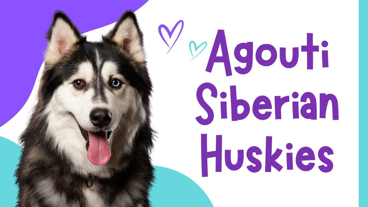 Agouti Siberian Huskies