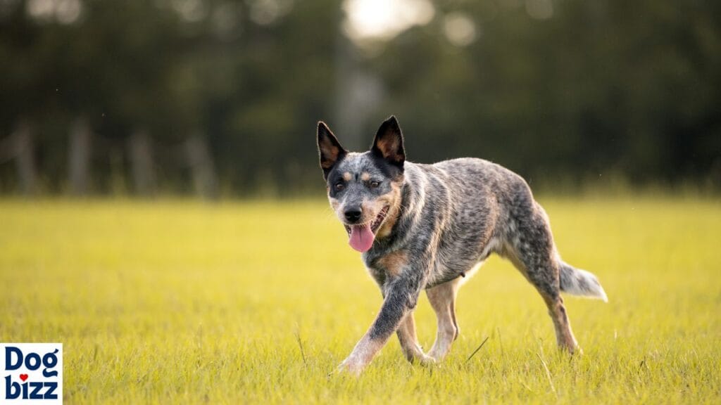 blue heeler german shepherd mix