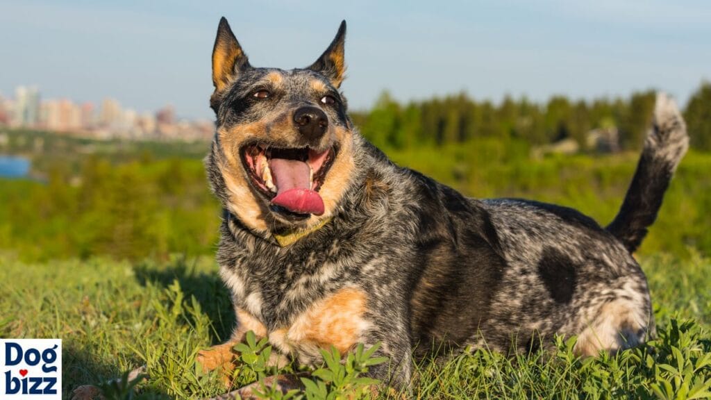 blue heeler and shepherd cross