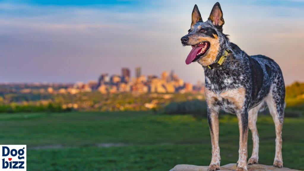 blue heeler german shepherd mix