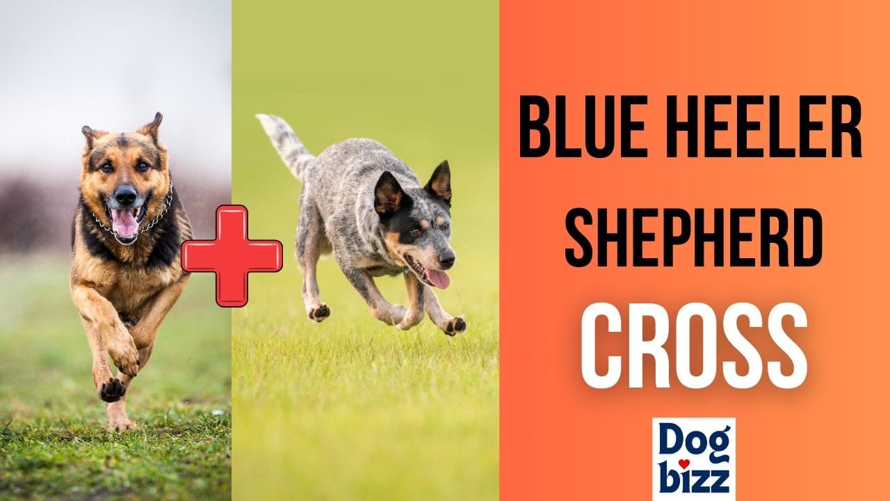 Blue Heeler Shepherd Cross