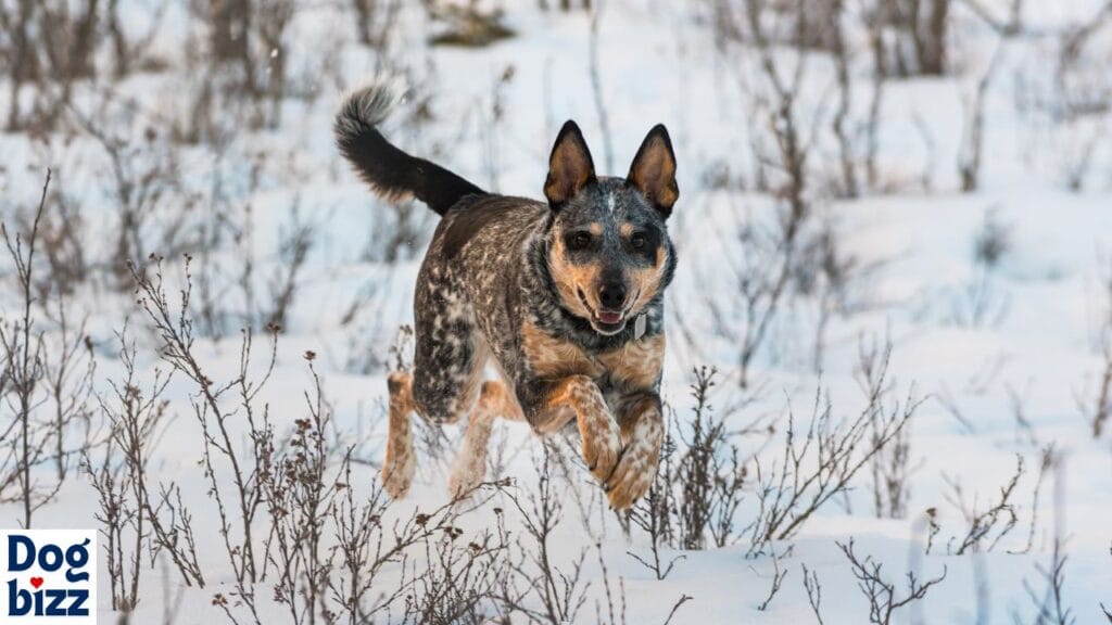 blue heeler shepherd mix