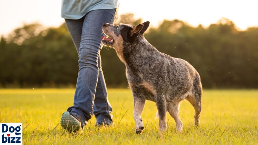 Heeler and German shepherd cross