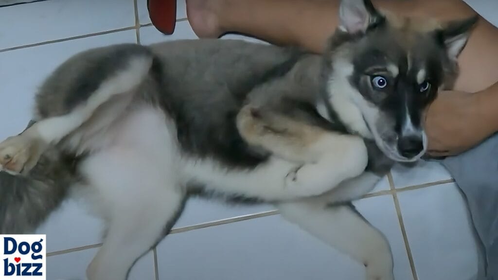 agouti colored siberian husky