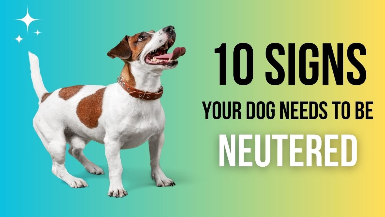 Signs your dog needs to be neutered