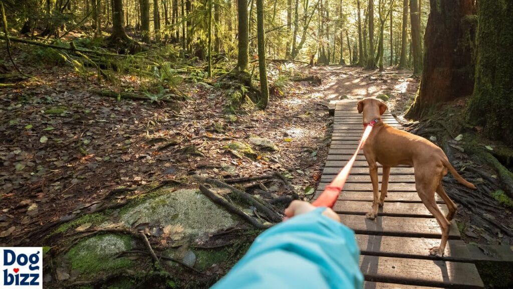 Socializing your dog is an essential part of hiking preparation