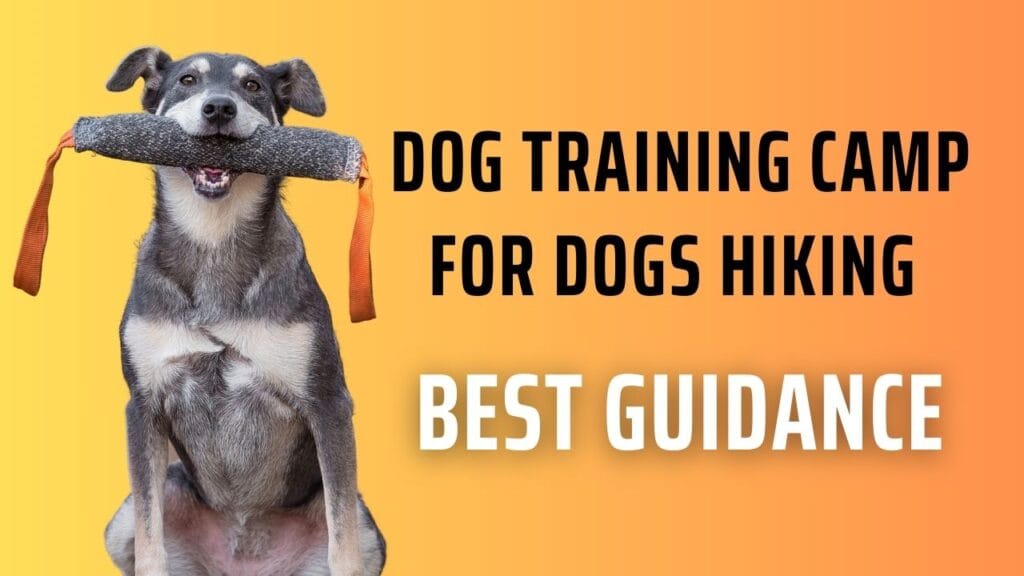 Dog Training Camp for Dogs Hiking – Best Guidance in 2024