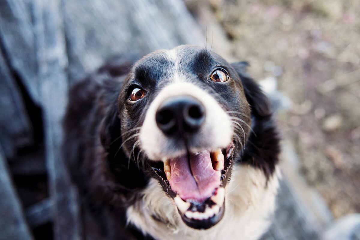 Teaching my dog to recognize human emotions