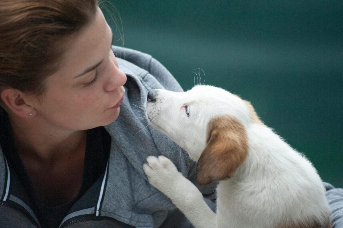 Teaching Your Dog Over 50 Words and Phrases