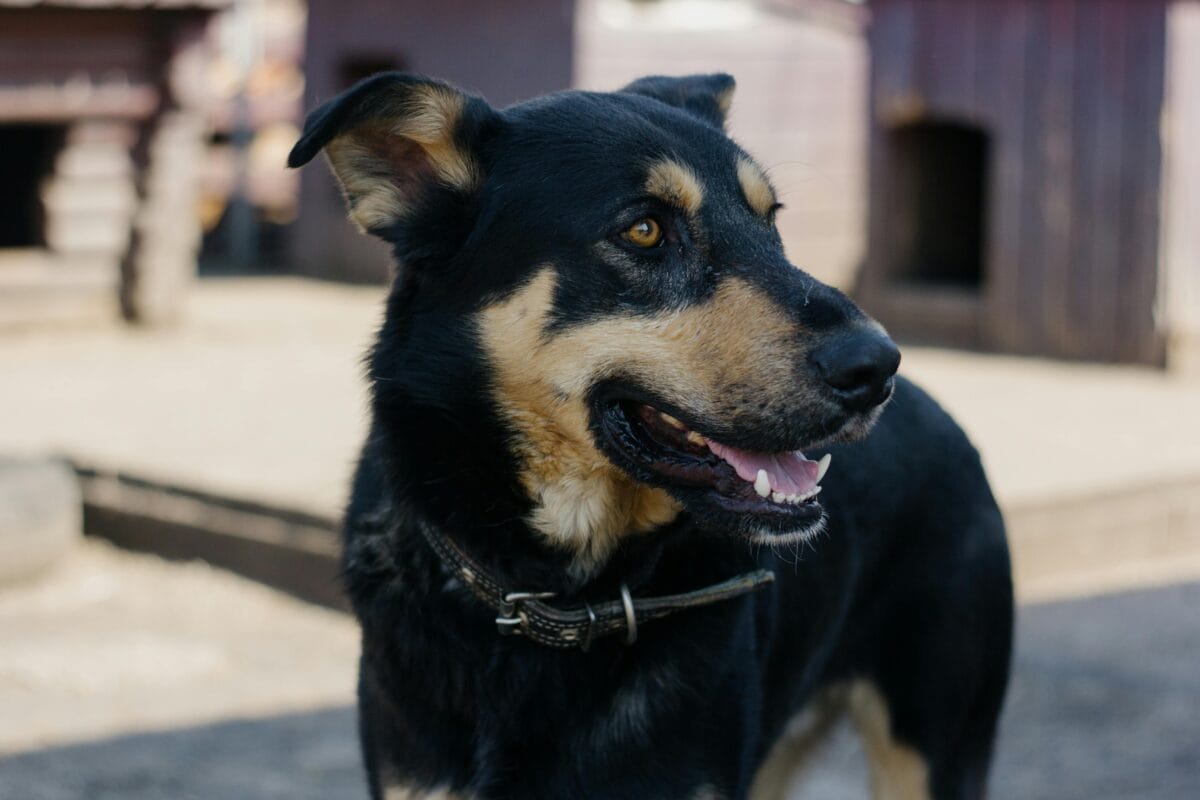 Australian Kelpie Dog