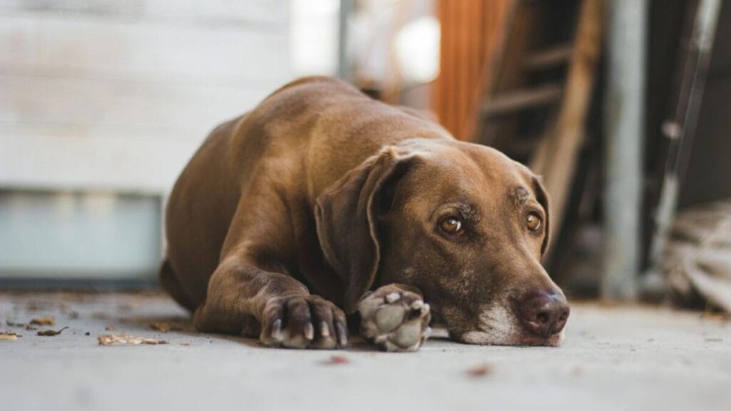 Swimmer Puppy Syndrome in Dogs