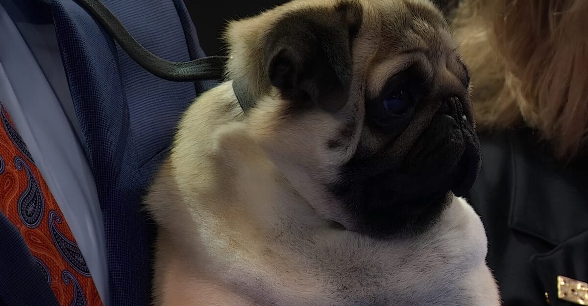 Vito the Pug