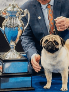 Vito The Pug Wins Best In Show At The 2024 National Dog Show