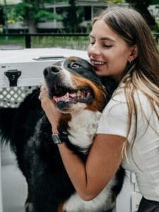 bernese mountain dog 1.1