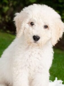 White Cockapoo Dog