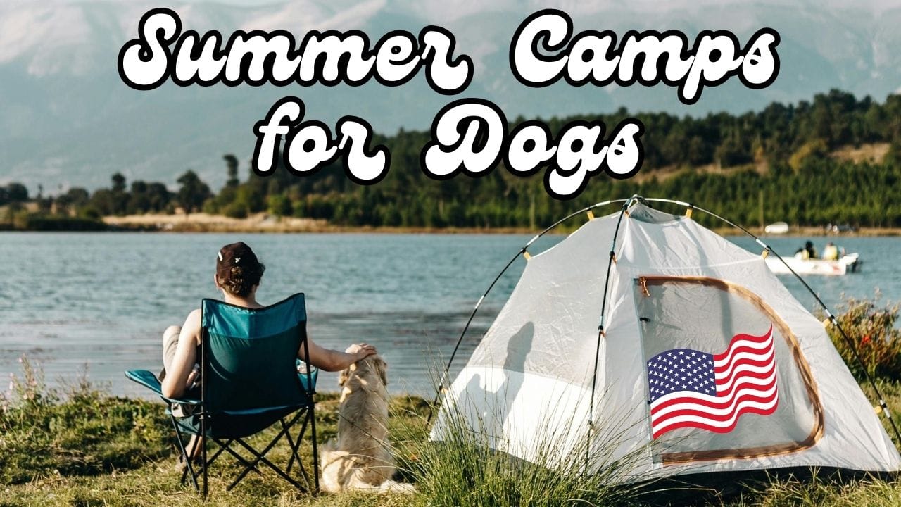 Best Summer Camps for Dogs in the USA