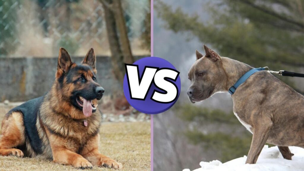 Can German Shepherd Kill Pitbull