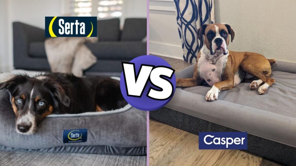 Casper vs Serta Dog Beds – Which One Should You Choose?