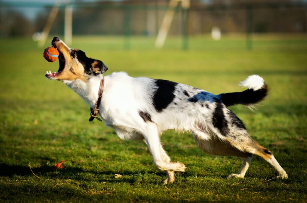 Ensuring Dog Safety With Tennis Balls