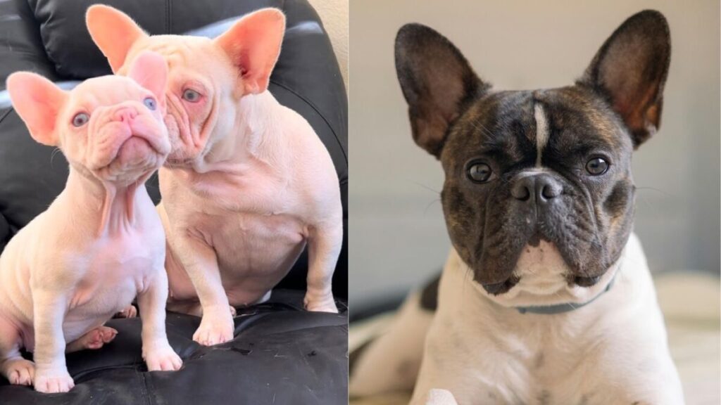 Hairless vs Regular French Bulldogs