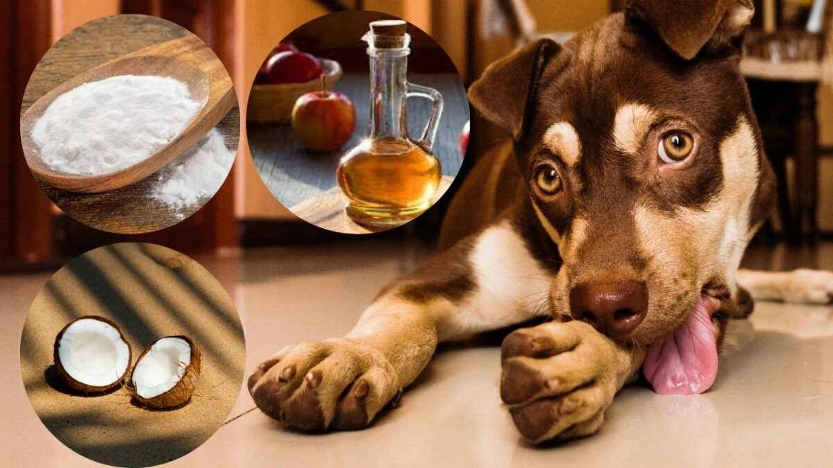 How To Stop Dog From Licking Paws Home Remedies