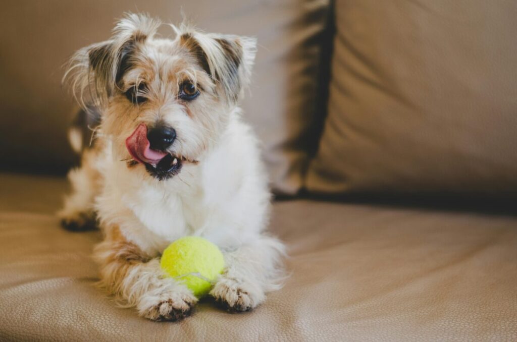 Chasing tennis balls dog behavior