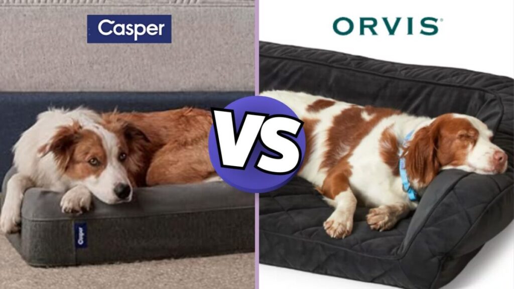 Orvis vs. Casper Dog Beds