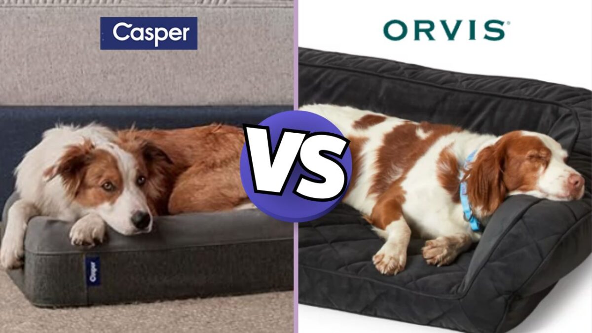 Orvis vs. Casper Dog Beds